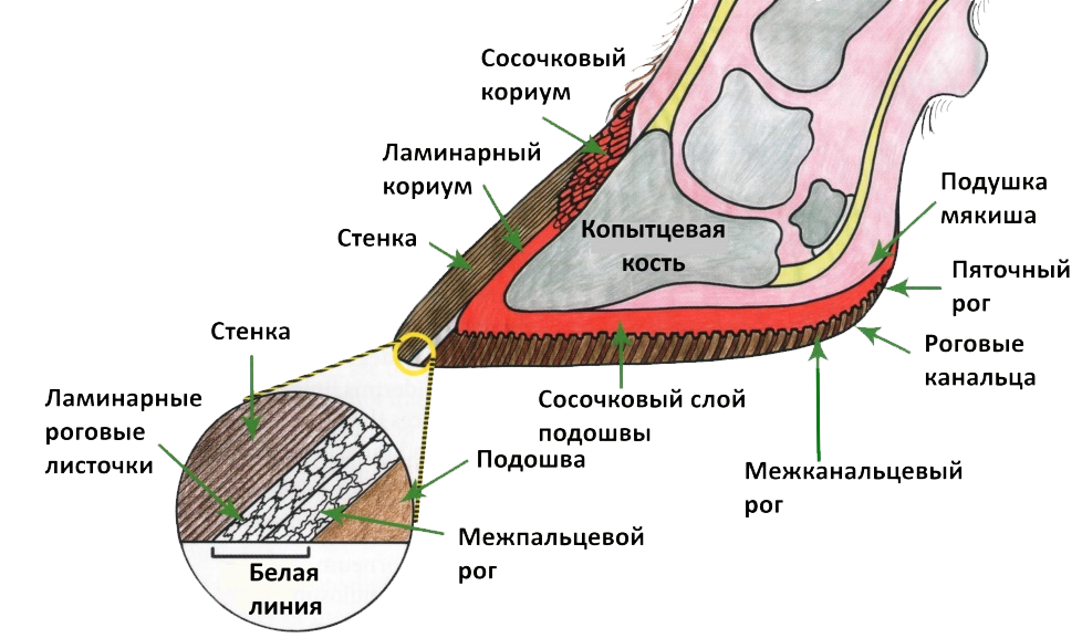 stuktura-koit-krs.png